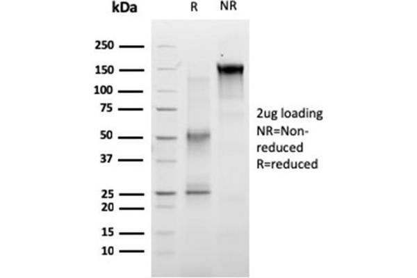 Ret Proto-Oncogene 抗体  (AA 702-848)