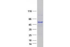 Image no. 1 for Ras-Related GTP Binding C (RRAGC) protein (Myc-DYKDDDDK Tag) (ABIN2712362)