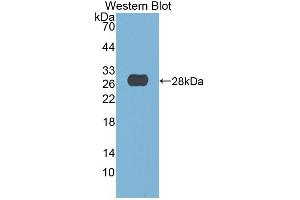 Image no. 1 for anti-Deoxyribonuclease I (DNASE1) antibody (Biotin) (ABIN1864105)