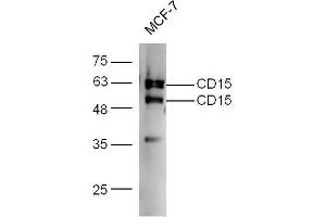 Image no. 1 for anti-Fucosyltransferase 4 (Alpha (1,3) Fucosyltransferase, Myeloid-Specific) (FUT4) (AA 251-295) antibody (ABIN733193)