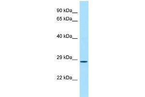 Image no. 1 for anti-Craniofacial Development Protein 1 (CFDP1) (C-Term) antibody (ABIN2784797)
