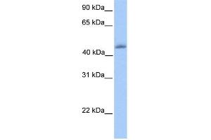 Image no. 2 for anti-Kruppel-Like Factor 4 (Gut) (KLF4) (C-Term) antibody (ABIN2780577)