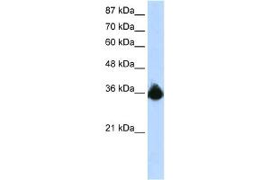 Image no. 1 for anti-Polypyrimidine Tract Binding Protein 2 (PTBP2) (N-Term) antibody (ABIN2776545)