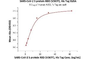 Image no. 3 for SARS-CoV-2 Spike S1 (RBD), (V367F) protein (His tag) (ABIN6952630)