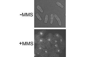 Immunofluorescence (IF) image for anti-RecA Family Recombinase Rhp51 (RHP51) antibody (ABIN2452110)