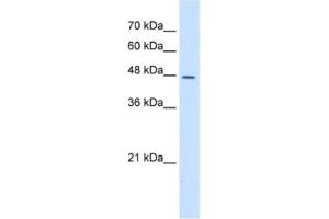 Image no. 1 for anti-Dolichyl-diphosphooligosaccharide--Protein Glycosyltransferase (DDOST) antibody (ABIN2462987)