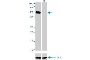anti-Hypocretin (Orexin) Receptor 2 (HCRTR2) (AA 1-54) antibody