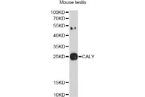 Image no. 1 for anti-Calcyon Neuron-Specific Vesicular Protein (CALY) antibody (ABIN4903113)