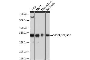 SRSF1 antibody