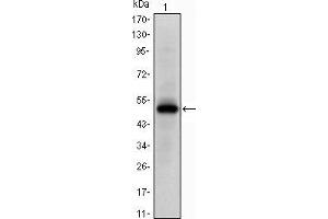 anti-EPH Receptor A10 (EPHA10) antibody