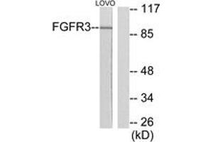 Image no. 1 for anti-Fibroblast Growth Factor Receptor 3 (FGFR3) (AA 131-180) antibody (ABIN1533273)