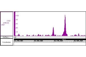 Image no. 1 for anti-CCCTC-Binding Factor (Zinc Finger Protein) (CTCF) antibody (ABIN6971554)
