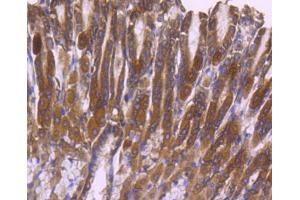 Image no. 2 for anti-Mitogen-Activated Protein Kinase 1 (MAPK1) antibody (ABIN5557448)
