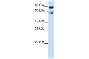 Image no. 1 for anti-Peptidylprolyl Isomerase Domain and WD Repeat Containing 1 (PPWD1) (Middle Region) antibody (ABIN2786104)