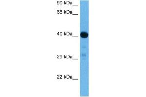 Image no. 4 for anti-SMAD, Mothers Against DPP Homolog 1 (SMAD1) (N-Term) antibody (ABIN2780719)
