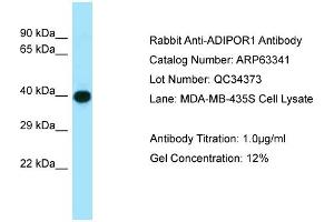 Image no. 1 for anti-Adiponectin Receptor 1 (ADIPOR1) (C-Term) antibody (ABIN2789457)