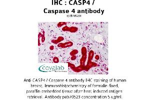 Image no. 1 for anti-Caspase 4, Apoptosis-Related Cysteine Peptidase (CASP4) antibody (ABIN1732653)