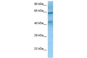 Image no. 1 for anti-T-Cell Immunoglobulin and Mucin Domain Containing 4 (TIMD4) (N-Term) antibody (ABIN2782256)