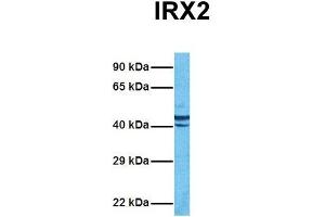 Image no. 2 for anti-Iroquois Homeobox Protein 2 (IRX2) (Middle Region) antibody (ABIN2779496)