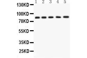Image no. 4 for anti-Amyloid beta (A4) Precursor-Like Protein 1 (APLP1) (AA 82-112), (N-Term) antibody (ABIN3043786)