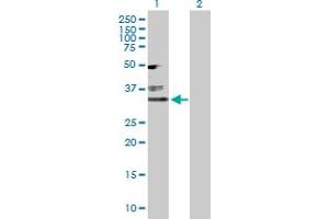 Image no. 1 for anti-Myogenic Factor 6 (MYF6) (AA 1-242) antibody (ABIN518140)