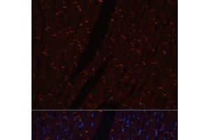 Immunofluorescence analysis of Rat heart using N-Cadherin Polyclonal Antibody