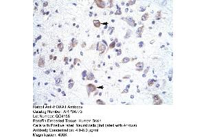 Image no. 2 for anti-Homeobox A1 (HOXA1) (Middle Region) antibody (ABIN2776013)