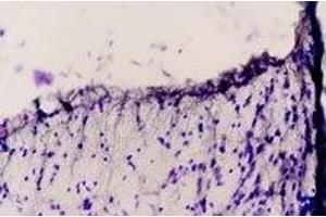Expression of EDNRB in rat thalamus - Immunohistochemical staining of rat dorsal peri-ventricular thalamus using Anti-Endothelin Receptor B Antibody (ABIN7043120, ABIN7044240 and ABIN7044241).