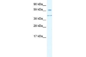 Image no. 1 for anti-Autoimmune Regulator (AIRE) (N-Term) antibody (ABIN2779777)