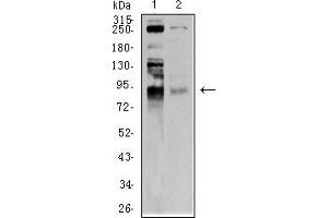 Image no. 4 for anti-Bromodomain Containing 2 (BRD2) (AA 227-364) antibody (ABIN5542291)