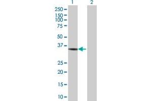 MASA antibody  (AA 1-261)