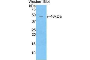 Image no. 1 for anti-Lipocalin 4 (LCN4) (AA 20-178) antibody (ABIN1859630)
