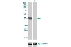 Western blot analysis of B4GALT4 over-expressed 293 cell line, cotransfected with B4GALT4 Validated Chimera RNAi (Lane 2) or non-transfected control (Lane 1).