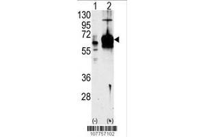 Image no. 2 for anti-Guanylate Cyclase 1 Soluble Subunit Alpha (GUCY1A1) (AA 269-300), (N-Term) antibody (ABIN391201)