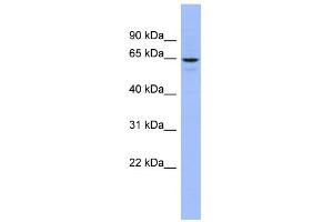 Image no. 1 for anti-Solute Carrier Family 34 (Sodium Phosphate), Member 3 (SLC34A3) (Middle Region) antibody (ABIN2779489)