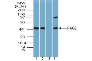 Image no. 2 for anti-MOK Protein Kinase (MOK) (AA 1-60) antibody (ABIN960320)
