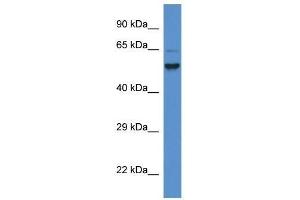 Image no. 1 for anti-Phosphatidylinositol Glycan Anchor Biosynthesis, Class S (PIGS) (C-Term) antibody (ABIN928319)