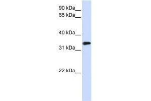 Image no. 1 for anti-Methyl-CpG Binding Domain Protein 3 (MBD3) (N-Term) antibody (ABIN2778641)