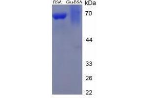 Image no. 3 for Glutamic Acid peptide (BSA) (ABIN5665972)