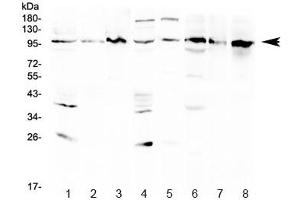 Image no. 1 for anti-Eukaryotic Translation Initiation Factor 2C, 1 (EIF2C1) (AA 376-409) antibody (ABIN5646975)