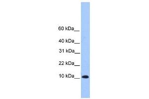 Image no. 1 for anti-Trafficking Protein Particle Complex 6B (TRAPPC6B) (Middle Region) antibody (ABIN631728)