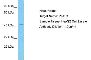 PTAR1 anticorps  (C-Term)