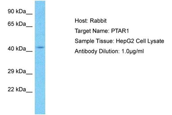 PTAR1 Antikörper  (C-Term)