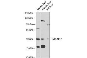 MT-ND2 抗体  (AA 50-150)