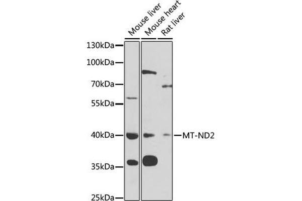 MT-ND2 抗体  (AA 50-150)