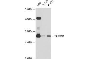 TATDN1 抗体  (AA 1-297)