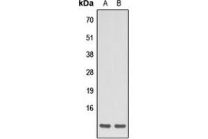 Image no. 1 for anti-Apelin (APLN) (C-Term) antibody (ABIN2704485)