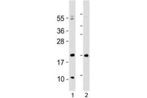 Image no. 2 for anti-HOP Homeobox (HOPX) (AA 22-54) antibody (ABIN3031254)