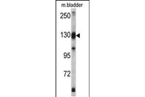 Image no. 1 for anti-Exportin 1 (XPO1) (AA 817-846), (C-Term) antibody (ABIN5536022)
