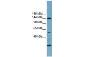 Image no. 1 for anti-Integrin alpha-8 (ITGA8) (AA 251-300) antibody (ABIN6743372)
